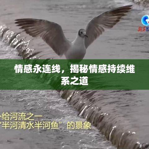 情感永連線，揭秘情感持續(xù)維系之道
