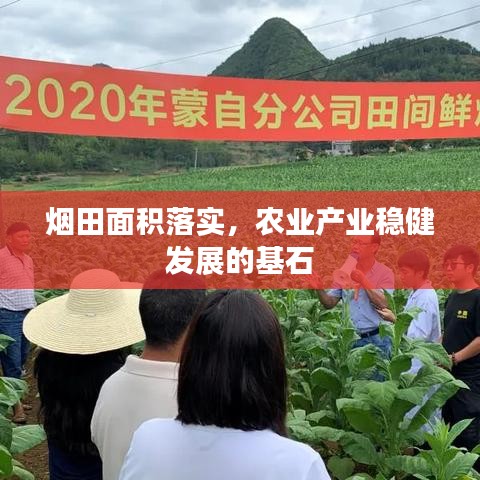煙田面積落實(shí)，農(nóng)業(yè)產(chǎn)業(yè)穩(wěn)健發(fā)展的基石