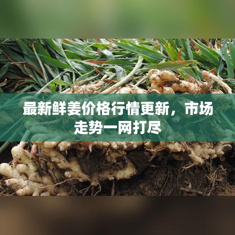 最新鮮姜價(jià)格行情更新，市場(chǎng)走勢(shì)一網(wǎng)打盡