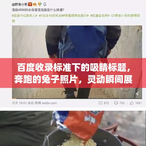 百度收錄標(biāo)準(zhǔn)下的吸睛標(biāo)題，奔跑的兔子照片，靈動瞬間展現(xiàn)活力魅力！