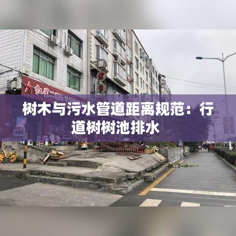 樹木與污水管道距離規(guī)范：行道樹樹池排水 
