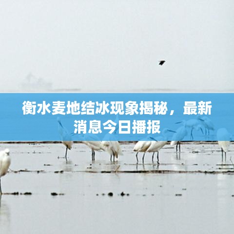 衡水麥地結(jié)冰現(xiàn)象揭秘，最新消息今日播報