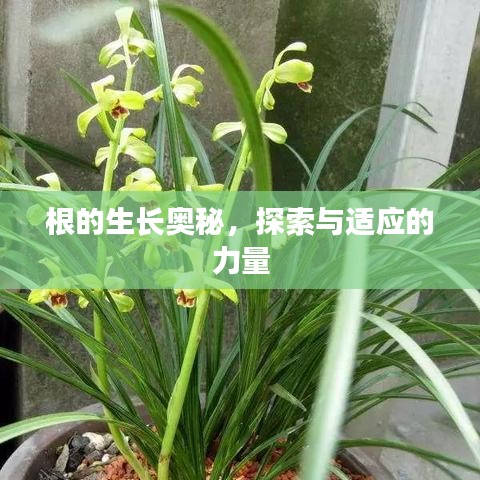 根的生長奧秘，探索與適應的力量