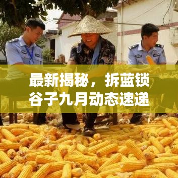 最新揭秘，拆藍(lán)鎖谷子九月動態(tài)速遞