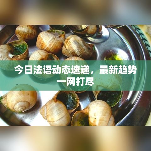 今日法語動(dòng)態(tài)速遞，最新趨勢一網(wǎng)打盡