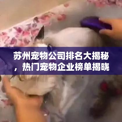 蘇州寵物公司排名大揭秘，熱門寵物企業(yè)榜單揭曉！
