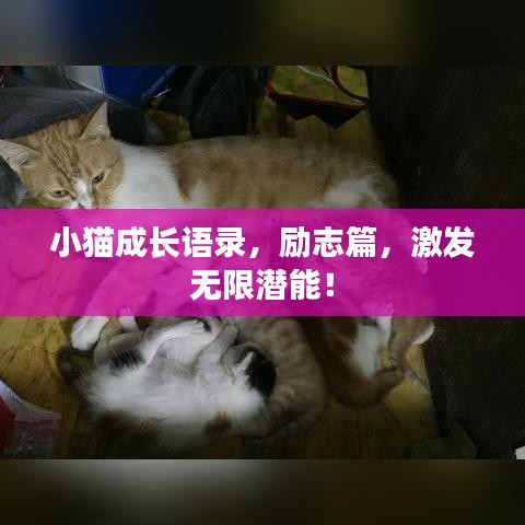 小貓成長(zhǎng)語錄，勵(lì)志篇，激發(fā)無限潛能！
