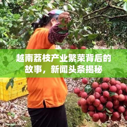 越南荔枝產(chǎn)業(yè)繁榮背后的故事，新聞頭條揭秘