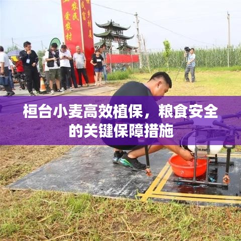 桓臺小麥高效植保，糧食安全的關鍵保障措施