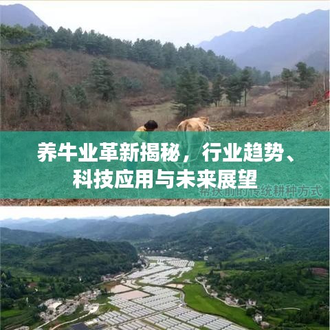 養(yǎng)牛業(yè)革新揭秘，行業(yè)趨勢(shì)、科技應(yīng)用與未來(lái)展望
