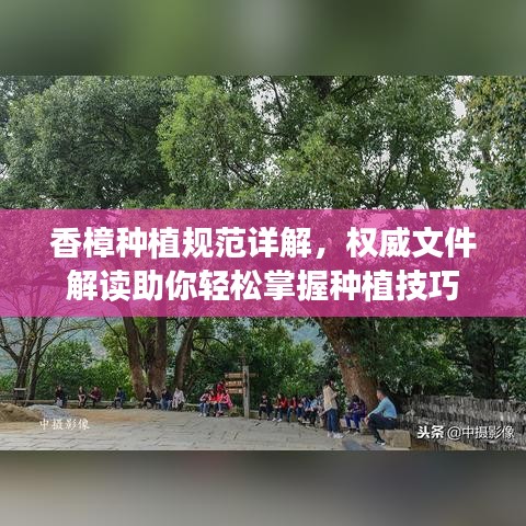 香樟種植規(guī)范詳解，權(quán)威文件解讀助你輕松掌握種植技巧