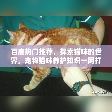 百度熱門推薦，探索貓咪的世界，寵物貓咪養(yǎng)護(hù)知識(shí)一網(wǎng)打盡