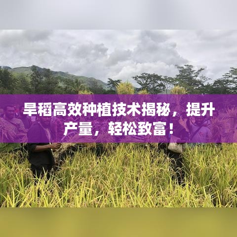 旱稻高效種植技術(shù)揭秘，提升產(chǎn)量，輕松致富！