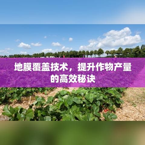 地膜覆蓋技術(shù)，提升作物產(chǎn)量的高效秘訣