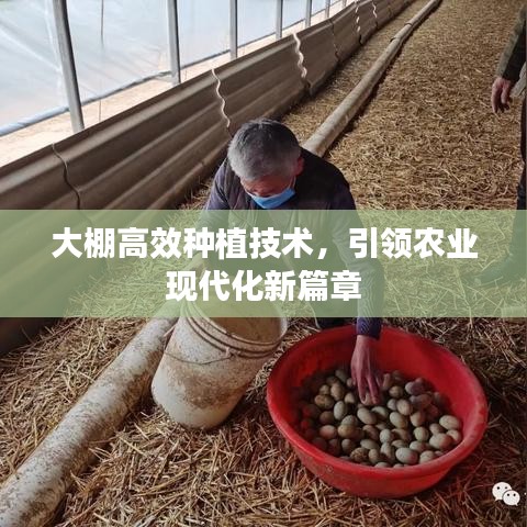 大棚高效種植技術(shù)，引領(lǐng)農(nóng)業(yè)現(xiàn)代化新篇章