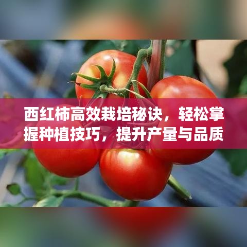 西紅柿高效栽培秘訣，輕松掌握種植技巧，提升產(chǎn)量與品質(zhì)！