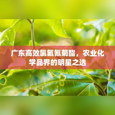 廣東高效氯氟氰菊酯，農(nóng)業(yè)化學(xué)品界的明星之選