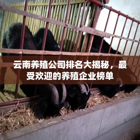 云南養(yǎng)殖公司排名大揭秘，最受歡迎的養(yǎng)殖企業(yè)榜單