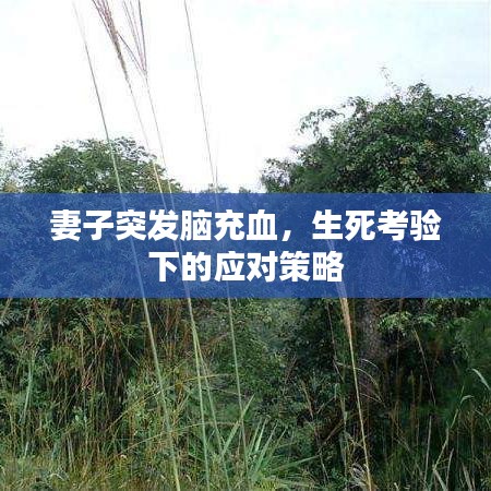 妻子突發(fā)腦充血，生死考驗(yàn)下的應(yīng)對(duì)策略