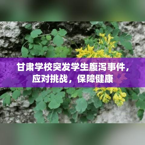 甘肅學校突發(fā)學生腹瀉事件，應對挑戰(zhàn)，保障健康