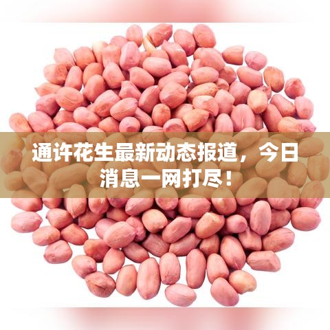 通許花生最新動(dòng)態(tài)報(bào)道，今日消息一網(wǎng)打盡！