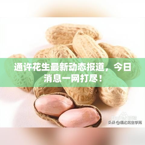 通許花生最新動態報道,今日消息一網打盡!