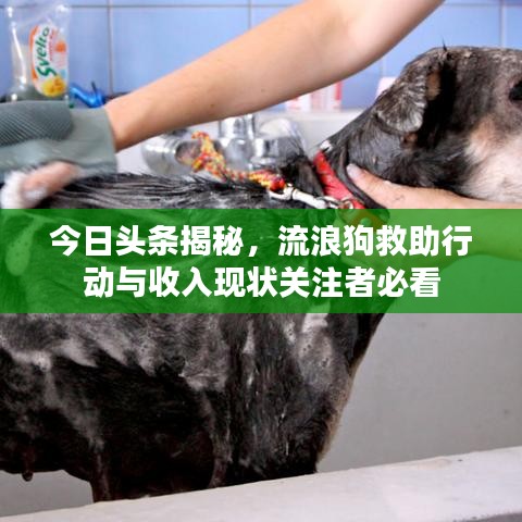 今日頭條揭秘，流浪狗救助行動與收入現(xiàn)狀關注者必看