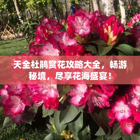 天全杜鵑賞花攻略大全，暢游秘境，盡享花海盛宴！