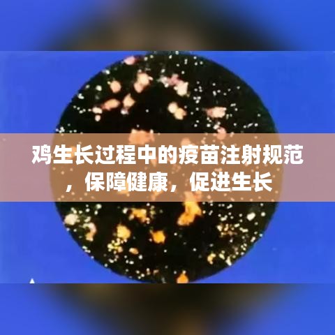 雞生長過程中的疫苗注射規(guī)范，保障健康，促進(jìn)生長