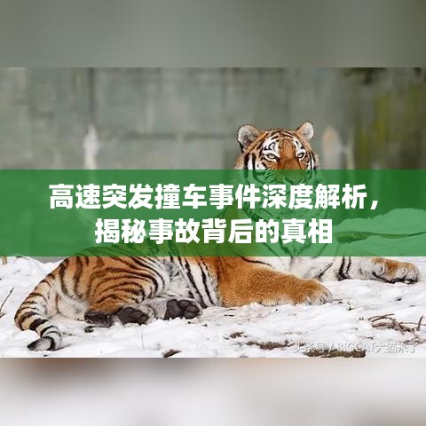 高速突發(fā)撞車事件深度解析，揭秘事故背后的真相