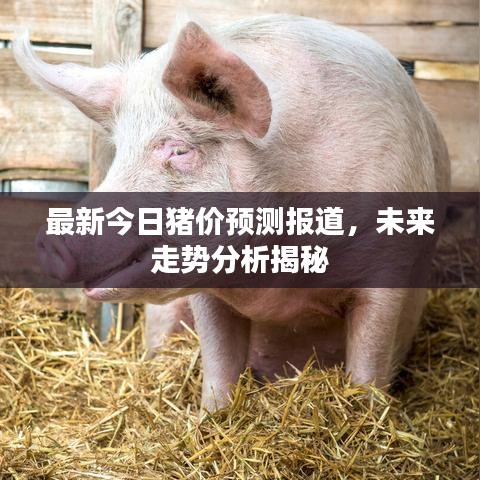 最新今日豬價(jià)預(yù)測(cè)報(bào)道，未來走勢(shì)分析揭秘