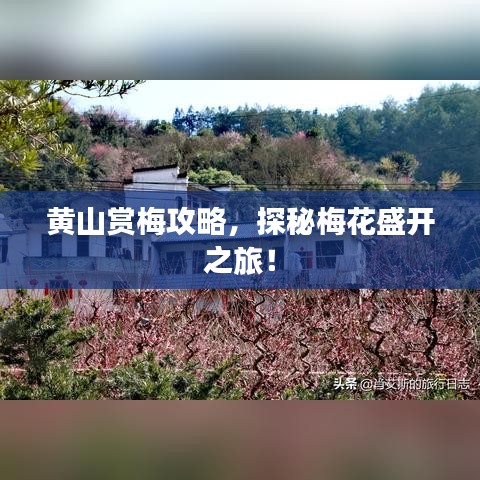 黃山賞梅攻略，探秘梅花盛開(kāi)之旅！