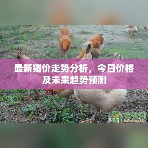最新豬價(jià)走勢(shì)分析，今日價(jià)格及未來趨勢(shì)預(yù)測(cè)