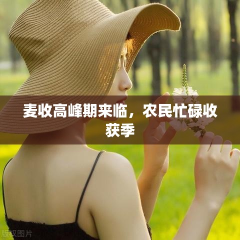 麥?zhǔn)崭叻迤趤砼R，農(nóng)民忙碌收獲季