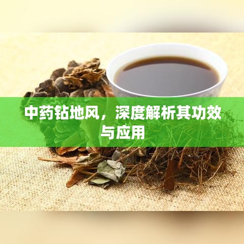 中藥鉆地風，深度解析其功效與應用