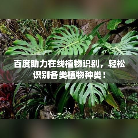 百度助力在線植物識別，輕松識別各類植物種類！
