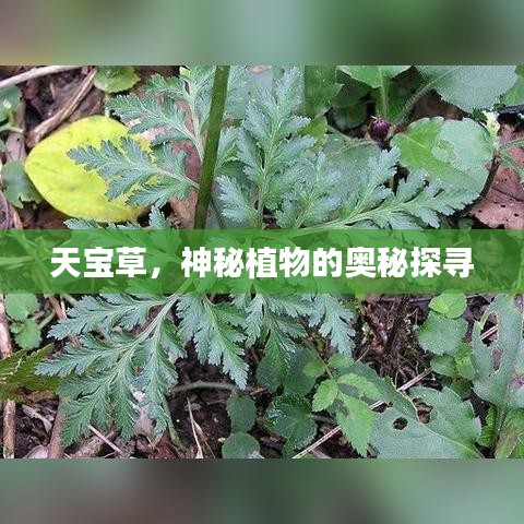 天寶草，神秘植物的奧秘探尋