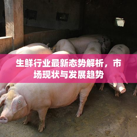 生鮮行業(yè)最新態(tài)勢(shì)解析，市場(chǎng)現(xiàn)狀與發(fā)展趨勢(shì)