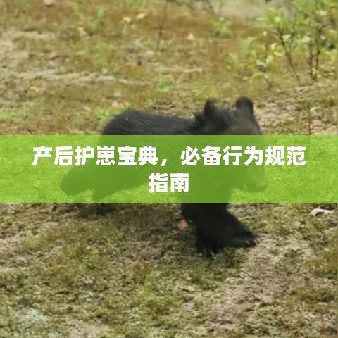 產(chǎn)后護崽寶典，必備行為規(guī)范指南