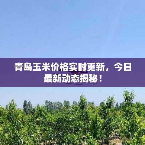 青島玉米價(jià)格實(shí)時(shí)更新，今日最新動態(tài)揭秘！
